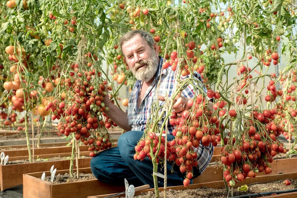 Помидоры поцелуй фото и описание ❤ ТОМАТ ПОЦЕЛУЙ ❤ Семена Партнер Дзен