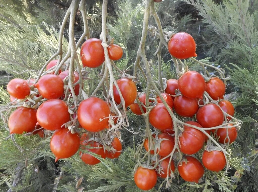 Помидоры поцелуй герани фото Rajčica / Geranium Kiss - Kuća biljaka