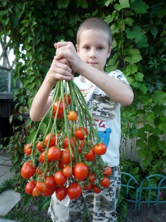 Помидоры поцелуй герани фото Томаты поцелуй герани отзывы фото: найдено 89 картинок