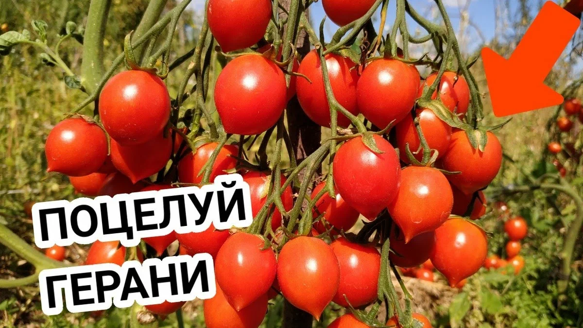 Помидоры поцелуй герани фото Любимые - томаты с "носиком". Самые вкусные и урожайные сорта за прошлый год Ого