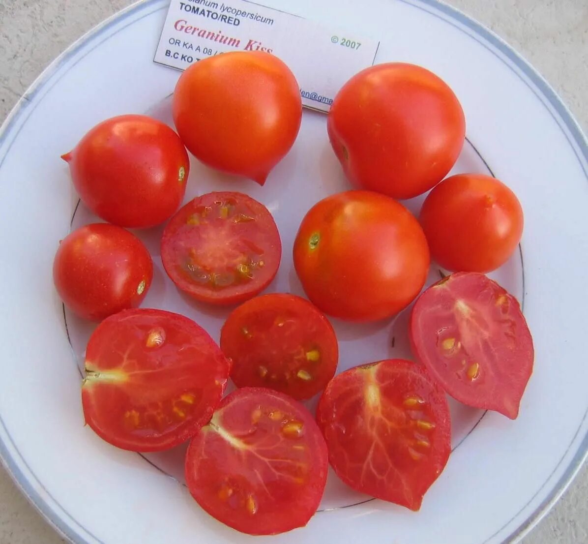 Помидоры поцелуй герани фото Geranium Kiss tomato Tomato, Geraniums, Eggplant