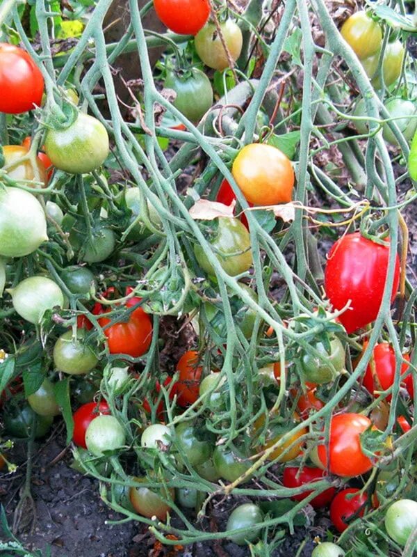 Помидоры поцелуй герани фото Томат Поцелуй герани (Geranium Kiss)