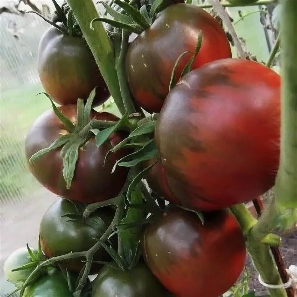 Помидоры принц описание сорта фото отзывы Томаты Deodar SEEDS COMPANY Томат_Томат Черный принц - купить по выгодным ценам 