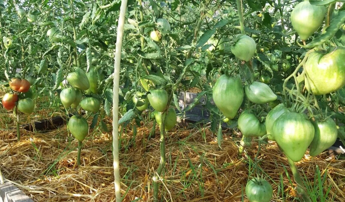 Помидоры пудовик описание сорта фото Томат Пудовик: описание сорта, ОТЗЫВЫ (13), фото tomatland.ru