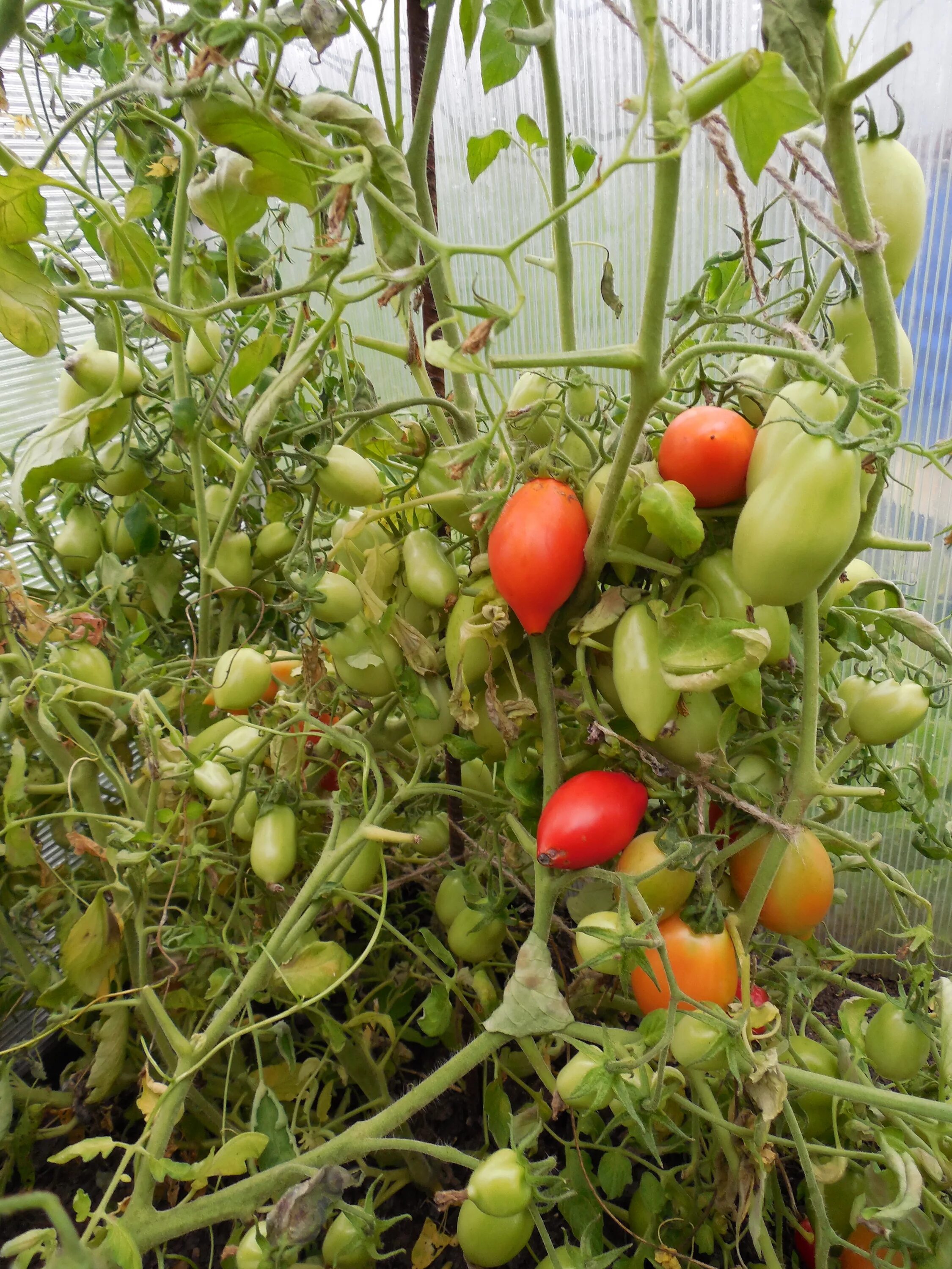 Томат Ракета: описание сорта, ОТЗЫВЫ (16), фото tomatland.ru