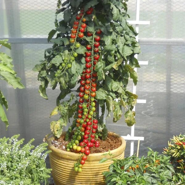 Помидоры рапунцель фото Tomato 'Rapunzel' (Lycopersicon esculentum) - MyGardenLife