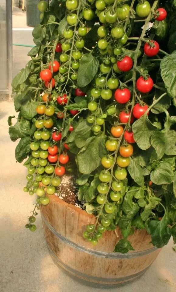 Помидоры рапунцель фото 18 New Vegetables For Easy Growing And Healthy Eating Greenhouse Grower Tomato g