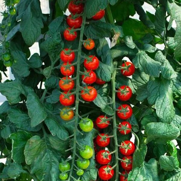 Помидоры рапунцель фото Tomato 'Rapunzel' Cherry Tomato Rapunzel tomato, Vegetable seed, Tomato seeds