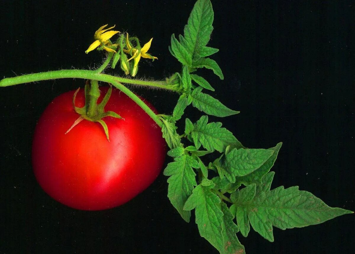 Помидоры растения фото File:Tomato scanned.jpg - Wikipedia