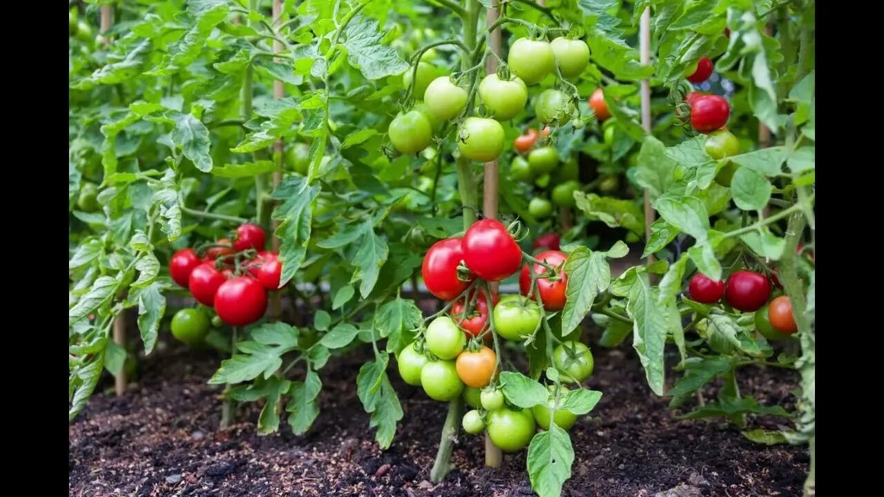 Помидоры растения фото Tomato plants - YouTube