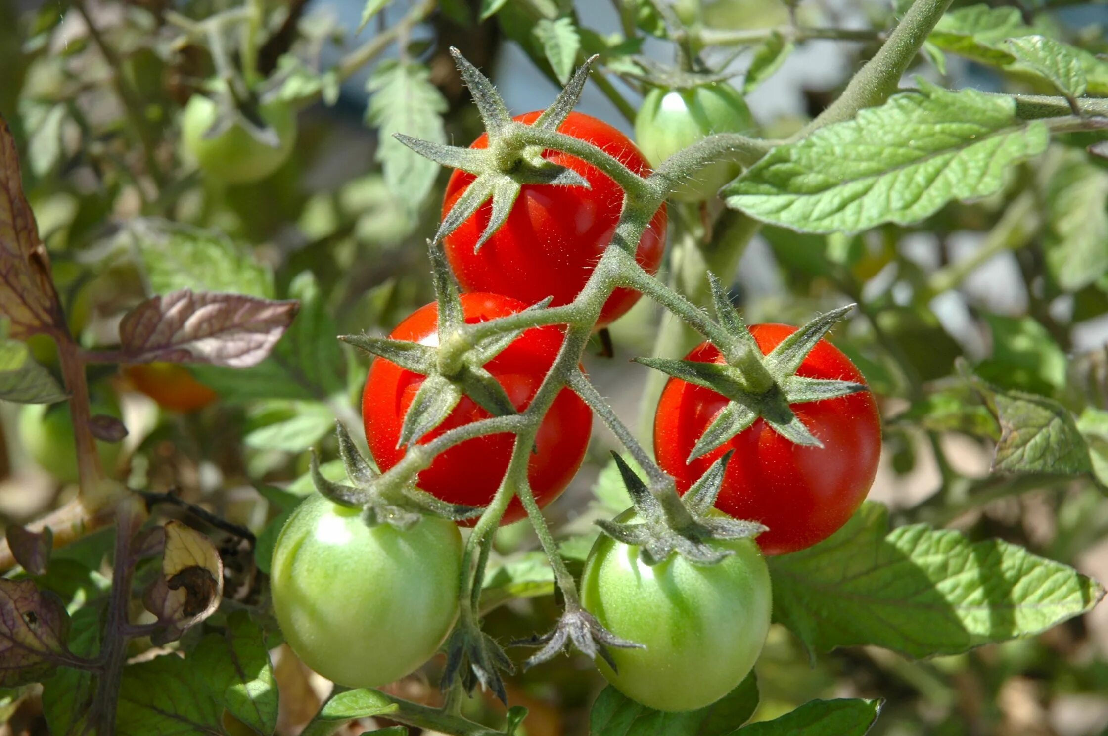 Помидоры растения фото Bruschetta with homegrown tomatoes Garden calendar, Vegetable garden tips, Small