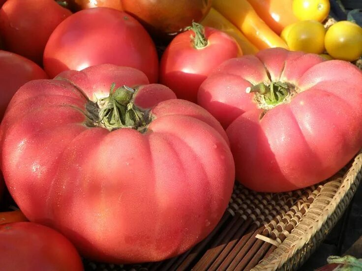 Помидоры розовые описание сорта фото отзывы The pink brandywine tomato bears pinkish fruit and has potato shaped leaves. Hei