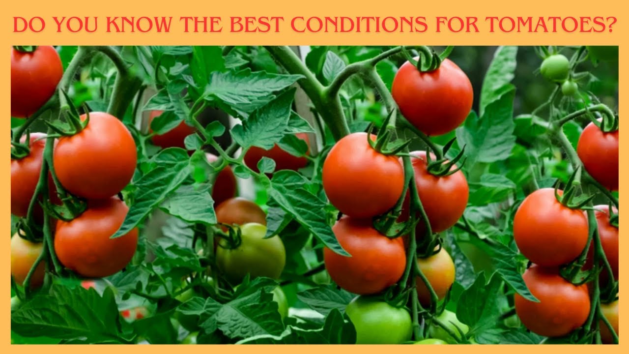 Помидоры сайт фото Do you know the best conditions for tomatoes? #doyouknow #tomato #vegetablegarde