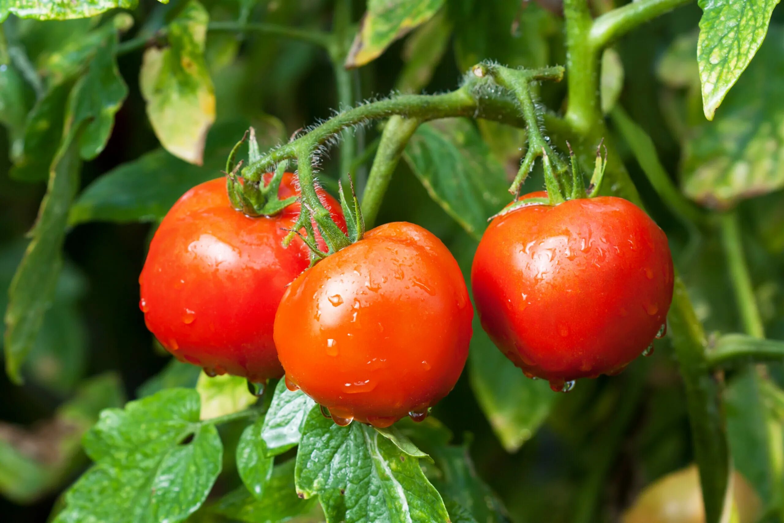 Помидоры сайт фото Tomato fruit warns the rest of the plant when attacked - Earth.com