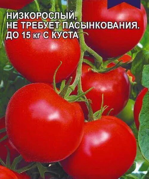 Помидоры сердцеедка описание сорта фото Семена Томат Сердцеедка: описание сорта, фото - купить с доставкой или почтой Ро