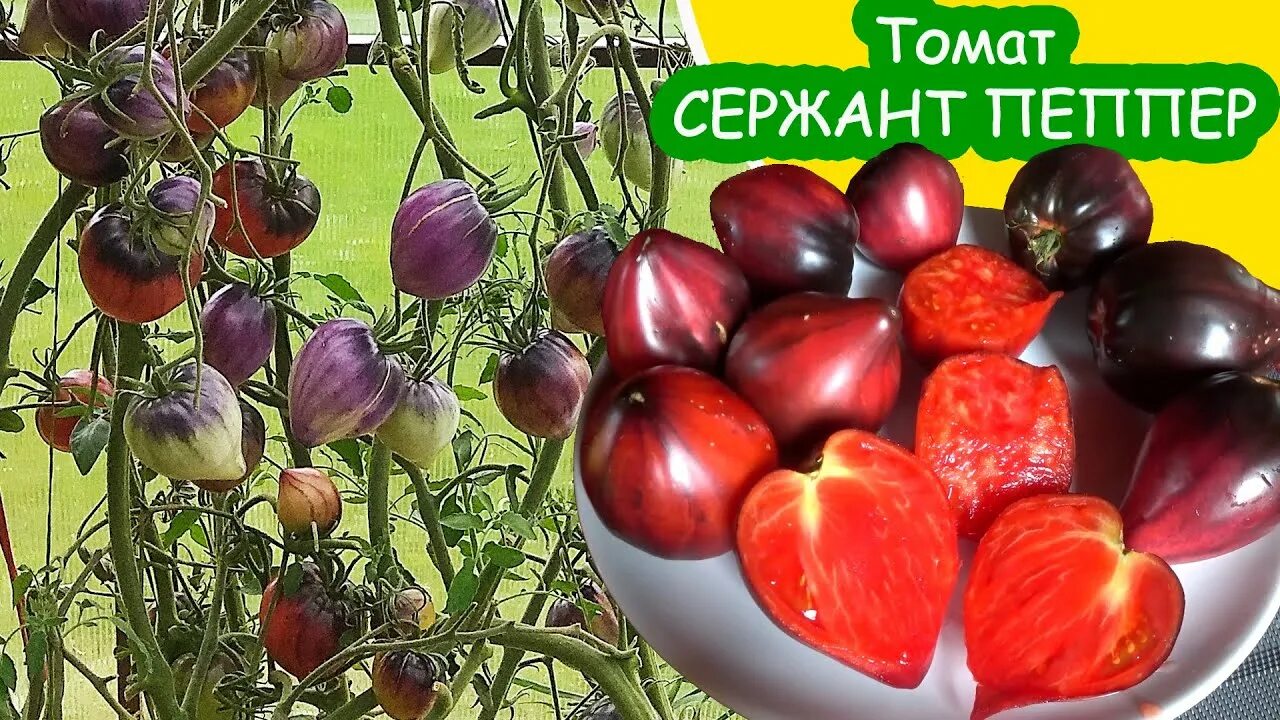 Помидоры сержант пеппер описание сорта фото Томат Сержант Пеппер ( tomato Sgt. Pepper - delicious vintage ) вкусный урожайны