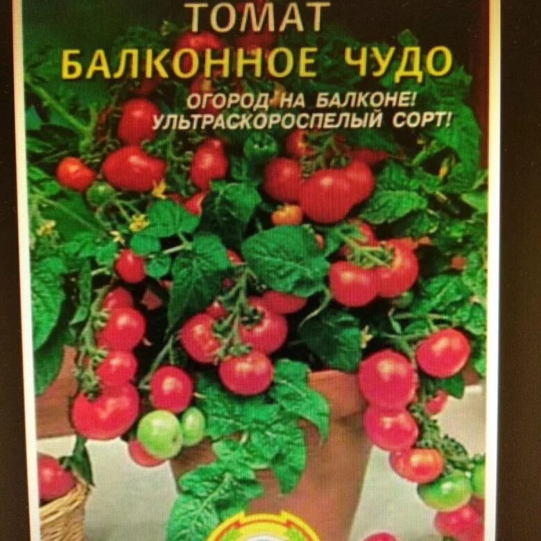 Помидоры сорт балконное чудо отзывы фото Комнатные томаты Балконное Чудо - купить в Томске, цена 5 руб., продано 30 апрел