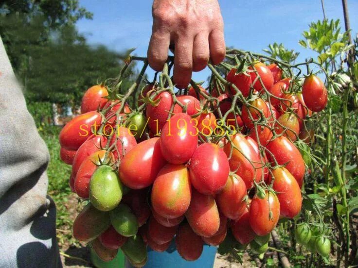 Помидоры сорт чио чио сан фото Product Type: Bonsai Size: Small,Medium Climate: Temperate Applicable Constellat