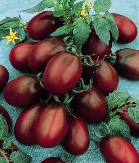 Помидоры сорт де барао фото отзывы Heirloom Tomato Seeds - 22 Heirloom Tomatoes - Vegetable Seeds Heirloom tomato s