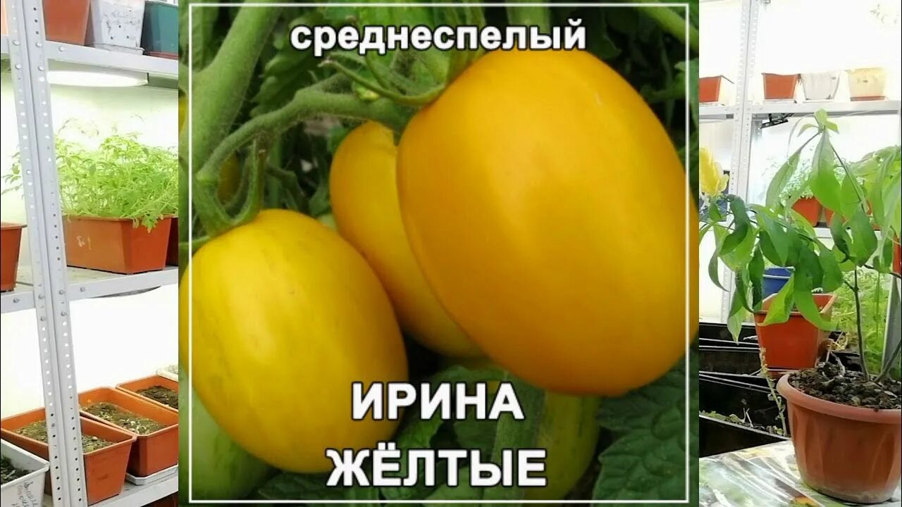 Помидоры сорт ирина отзывы фото Сорт "Ирина жёлтые - Дашковой" - YouTube