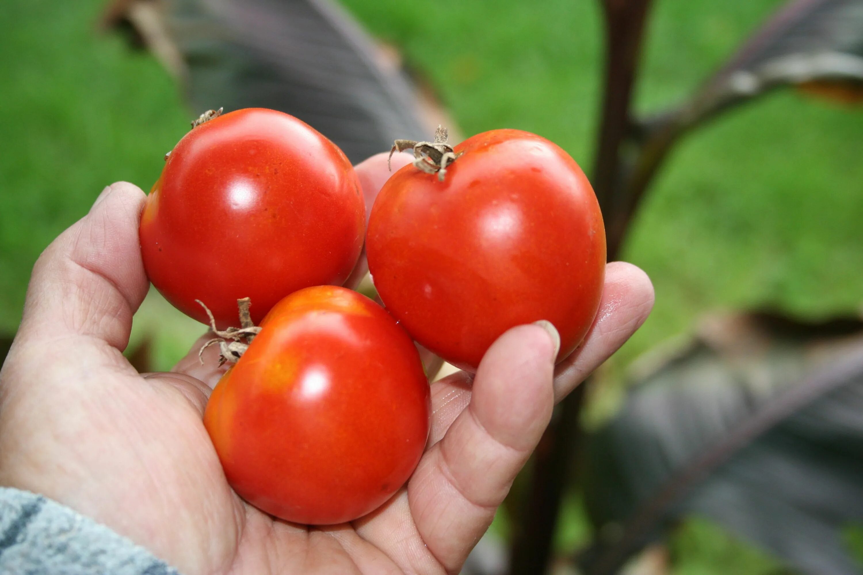 Помидоры сорт ирина отзывы фото Tomatoes Seed Treasures Tomato garden, Tomato, Tomato seeds