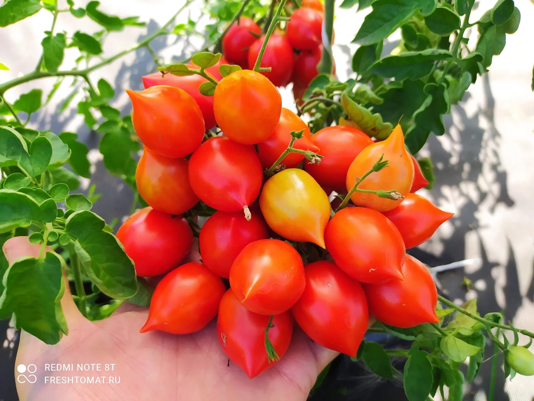 Помидоры сорт поцелуй герани фото Гераниум кисс (Geranium kiss) сорт томата - купить за 60 ₽ Freshtomat.ru