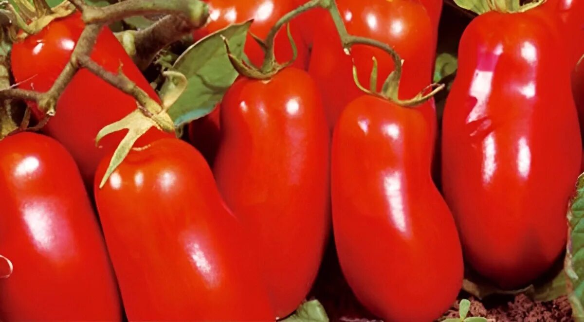 Помидоры сорт ракета фото отзывы Quelles sont les variétés de tomates à faible croissance sous serre les plus pro