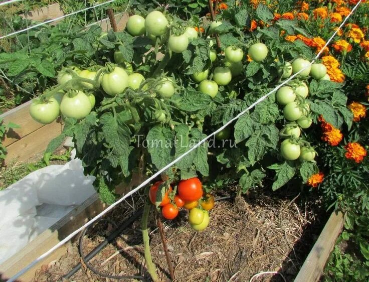 Помидоры сорт шапочка фото Томат Красная шапочка: отзывы, фото, урожайность tomatland.ru Семена томата, Рас