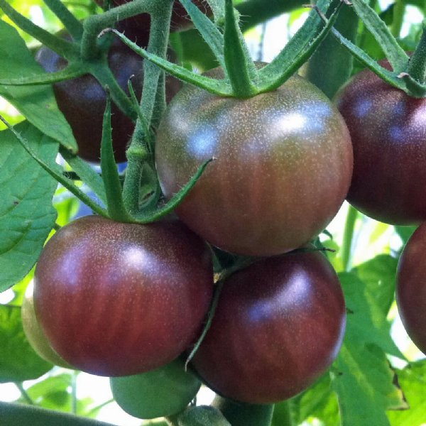 Помидоры сорт шоколадный фото Black Cherry Tomato Plant Cherry tomato plant, Black cherry tomato, Tomato plant