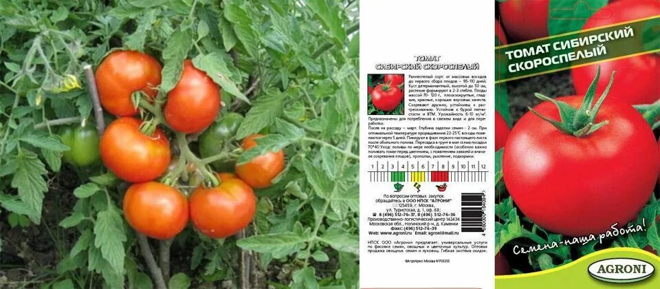 Помидоры сорт сибирский скороспелый фото Томат Сибирский скороспелый: описание, выращивание, фото, отзывы