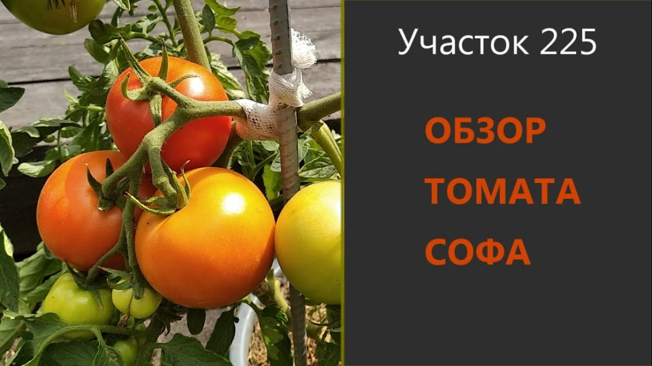 Помидоры сорт софа фото отзывы Томат Софа. Вкусный и урожайный! - YouTube