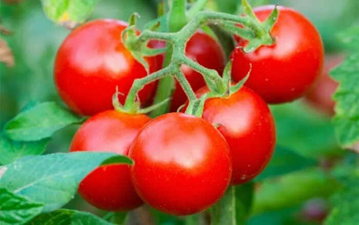 Помидоры сорт яблонька россии фото How to Grow Your Own Tomatoes David Domoney Tomato, Veg garden, Growing tomatoes