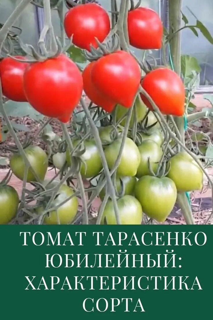 Помидоры сорт юбилейный тарасенко фото отзывы Томат Тарасенко Юбилейный: характеристика и описание сорта Посадка клубники, Выр