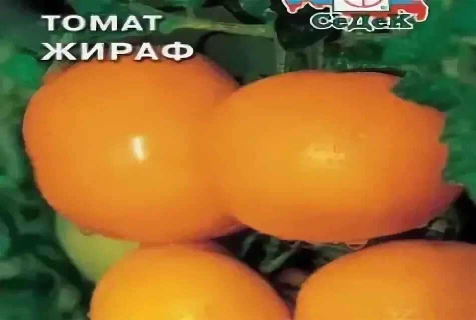 Помидоры сорт жираф фото ✅ Tomato Giraffe: characteristics and description of the variety with a photo