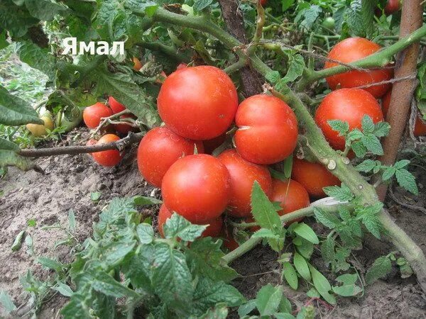 Помидоры сорта ямал фото Помидоры ямал: характеристика и описание сорта томатов, фото урожая и отзывы ого