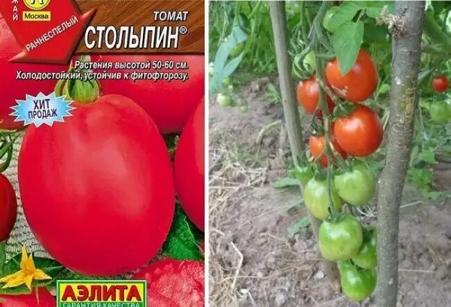 Помидоры столыпин описание сорта фото Столыпин томат - CormanStroy.ru