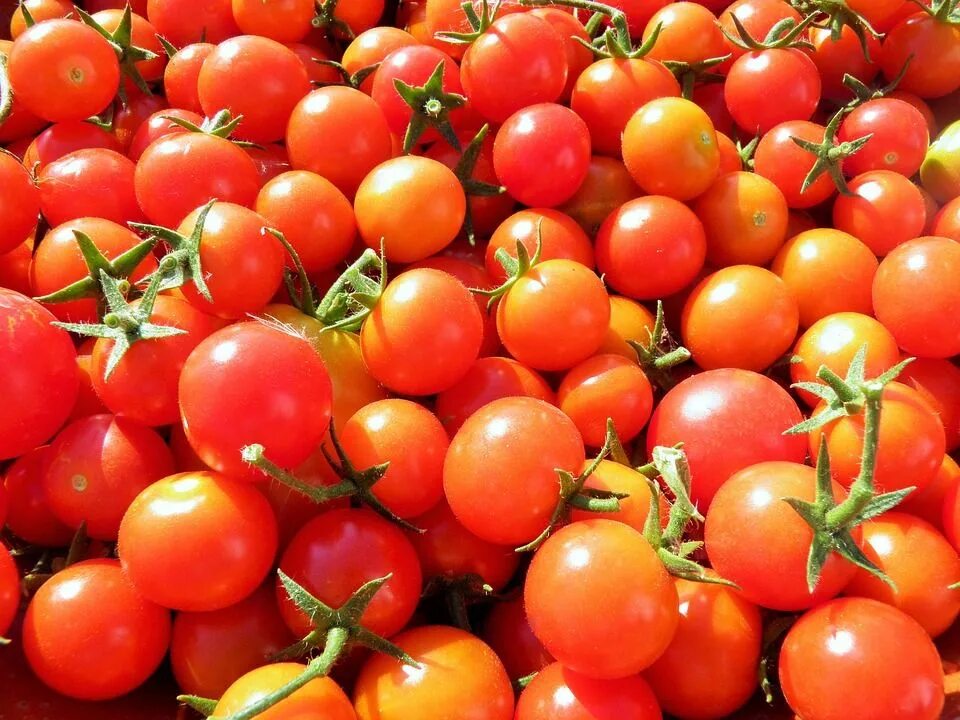 Помидоры цезарь фото Today's Stanley's Flash Special: Organic Cherry Tomatoes: .49 cents per package 