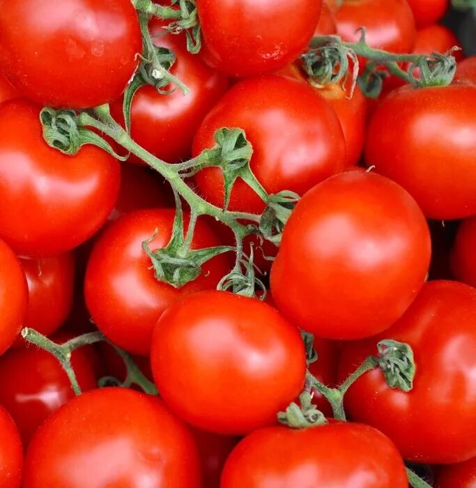 Помидоры цезарь фото Mediterranean bright tomatoes free image download