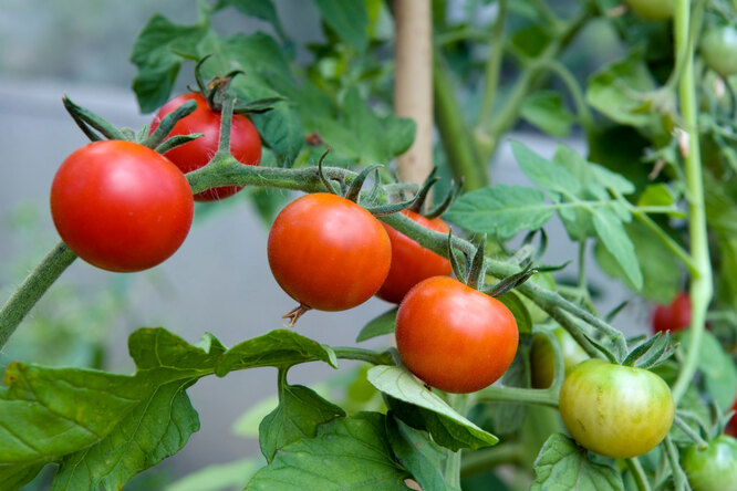 Помидоры тести фото Predecessors of tomatoes: after what cultures it is possible to plant tomatoes -