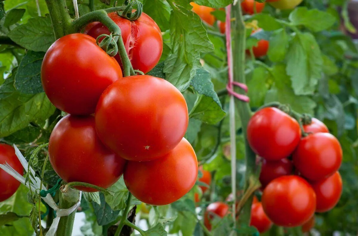 Помидоры томаты фото Solved! How to Overcome 11 Common Tomato Plant Problems Plantas de tomate, Sembr