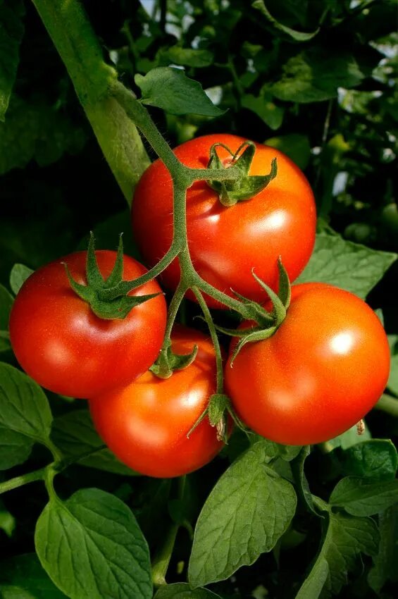 Помидоры томаты фото Vine ripened tomatoes remind me of the warm months to come. Commercially availab