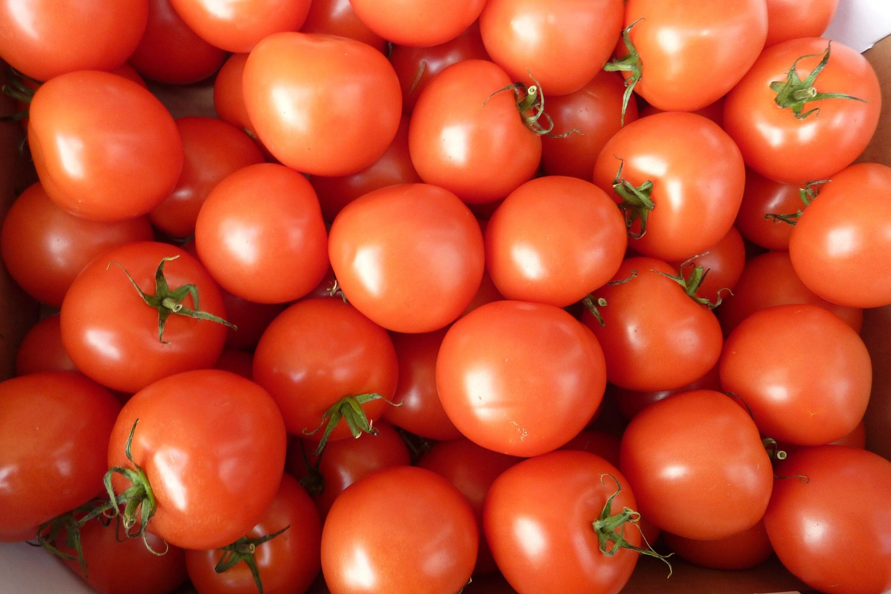 Помидоры томаты фото Tomatoes Red Vegetables free image download