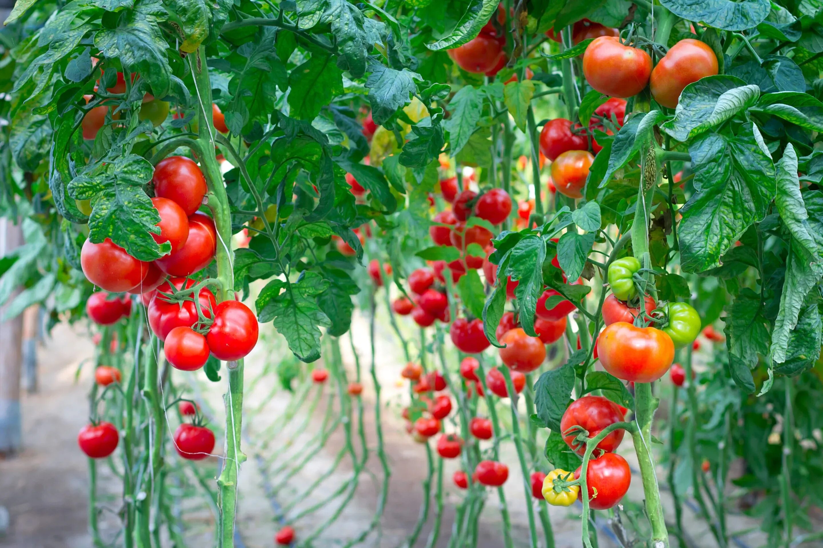 Помидоры томаты фото Scientists discover how tomato ripening can be slowed down and sped up