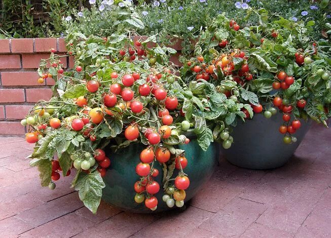 Помидоры в домашних условиях фото The Secret to Container Vegetable Gardening Vegetable garden planner, Indoor veg