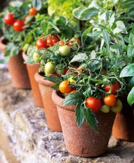 Помидоры в горшке фото The Ultimate Guide to Planting, Growing, and Harvesting the Best Tomatoes Tips f