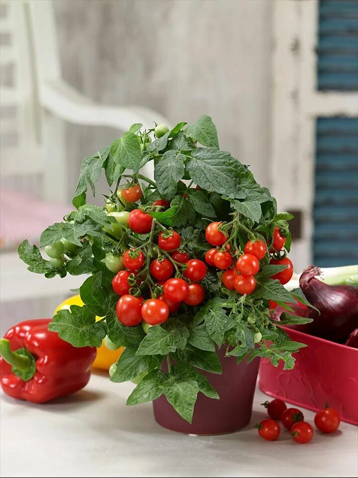 Помидоры в горшке фото Uporabno vrtnarjenje v posodah - Zeleni svet Vegetable garden, Sturdy, Plants