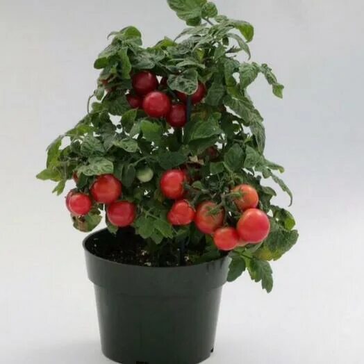 Помидоры в горшке фото Томат "Бонсай", Live Plants Rostov-on-Don, buy at a price of 850 RUB, Seedlings 