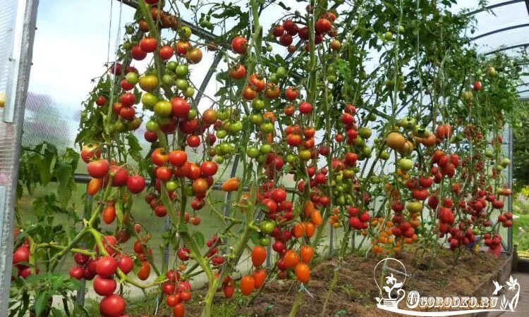 Помидоры в грунте фото Высокорослые помидоры Помидоры, Садоводство, Огород