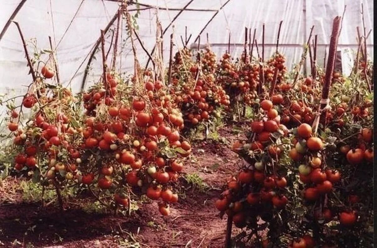 The best varieties of early tomatoes for growing in open ground. Catch a cool se