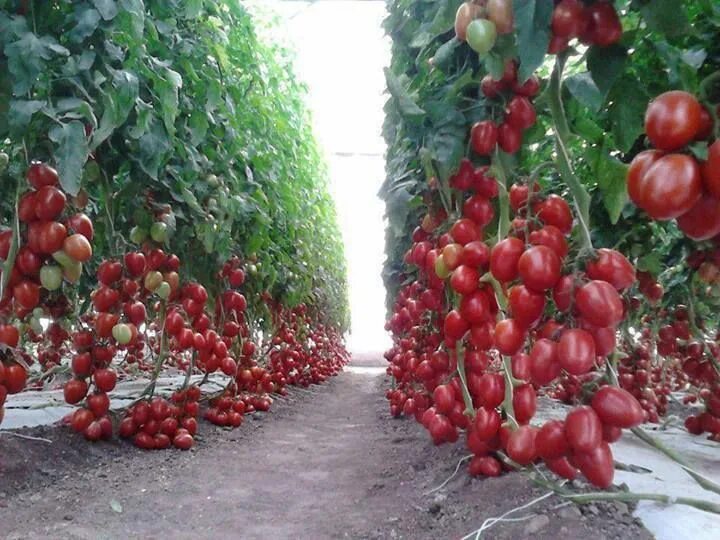 Помидоры в грунте фото More trellised tomatoes Tomato garden, Vegetable harvest, Veg garden